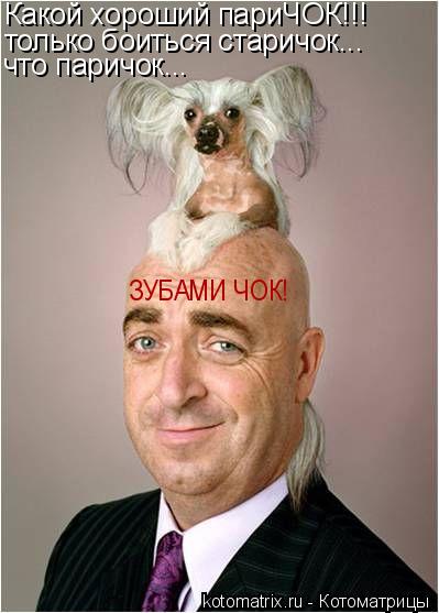 Котоматрица: Какой хороший париЧОК!!! только боиться старичок... что паричок... ЗУБАМИ ЧОК!