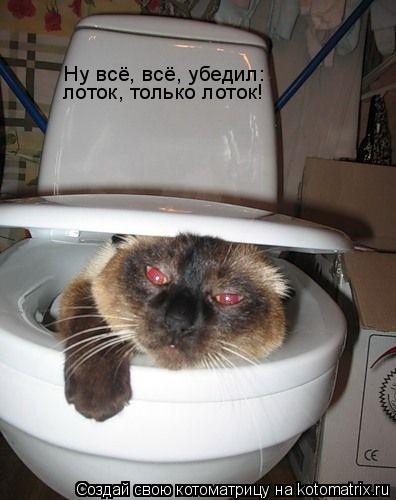 Котоматрица: лоток, только лоток! Ну всё, всё, убедил: