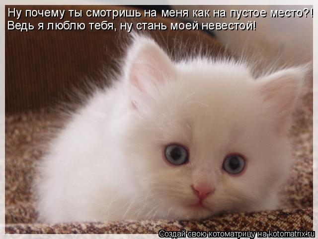 Котоматрица: Ну почему ты смотришь на меня как на пустое место?! Ведь я люблю тебя, ну стань моей невестой!