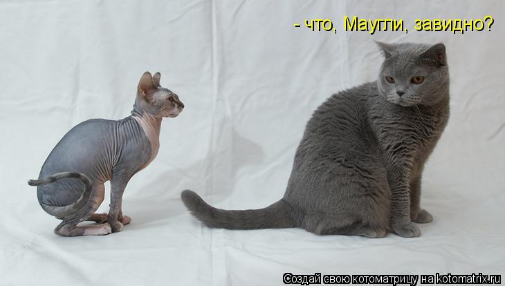 Котоматрица: - что, Маугли, завидно?