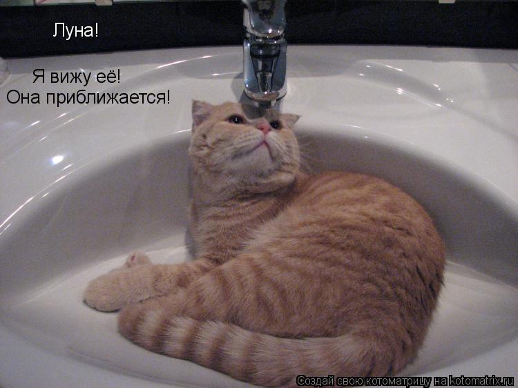Котоматрица: Луна!  Я вижу её! Она приближается!