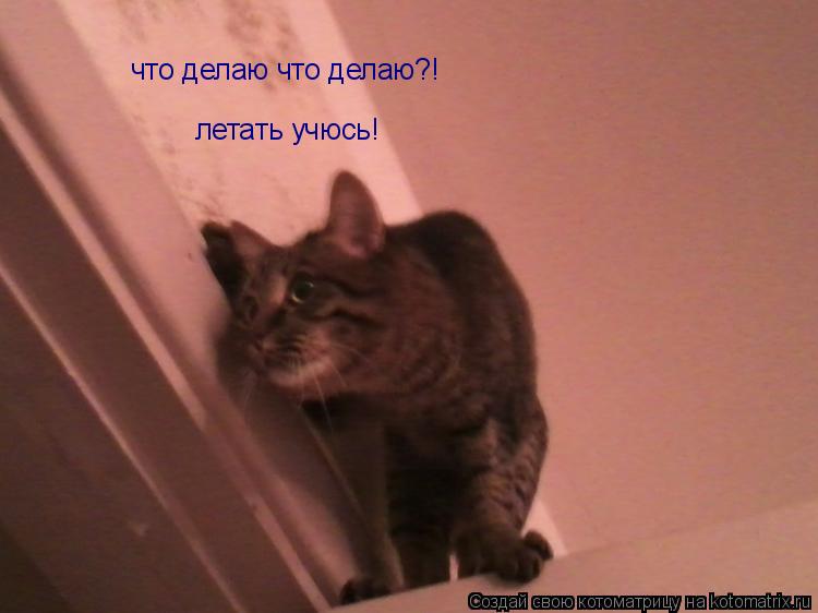 Котоматрица: что делаю что делаю?! летать учюсь!