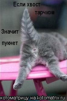 Котоматрица: Если хвост  тарчком Значит  пукнет