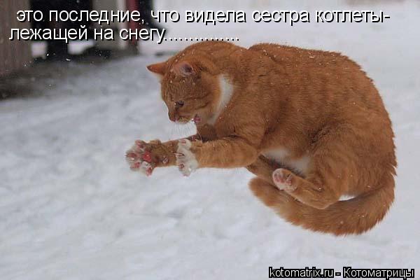 Котоматрица: это последние, что видела сестра котлеты- лежащей на снегу...............