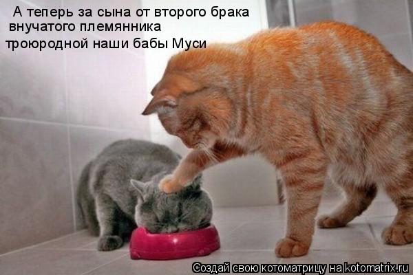 Котоматрица: А теперь за сына от второго брака внучатого племянника троюродной наши бабы Муси