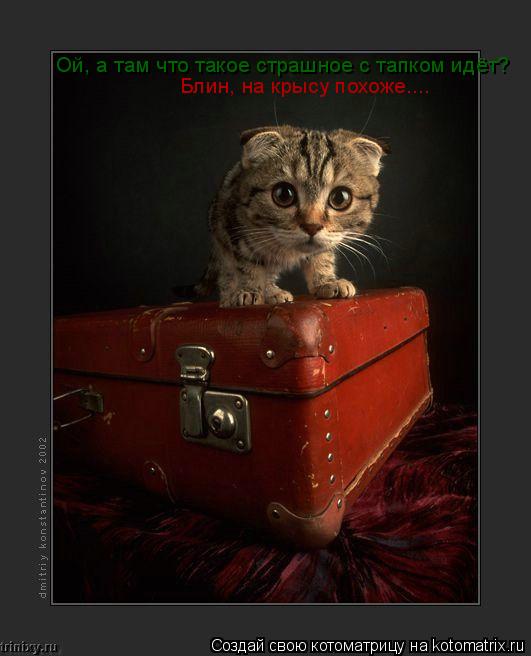 Котоматрица: Ой, а там что такое страшное с тапком идёт? Блин, на крысу похоже....