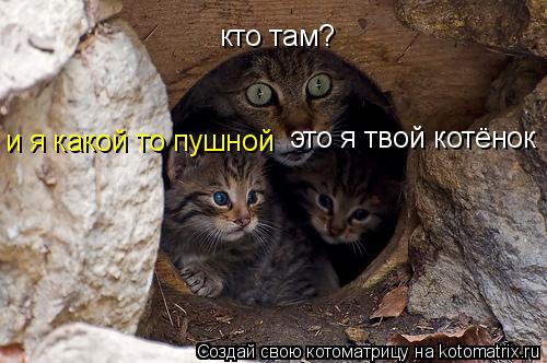 Котоматрица: кто там? это я твой котёнок и я какой то пушной