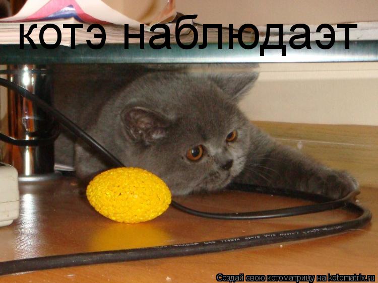 Котоматрица: котэ наблюдаэт