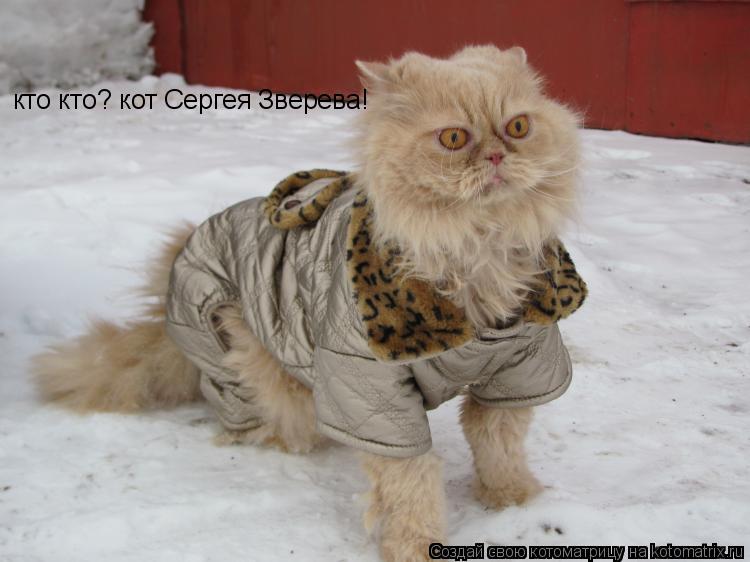 Котоматрица: кто кто? кот Сергея Зверева!