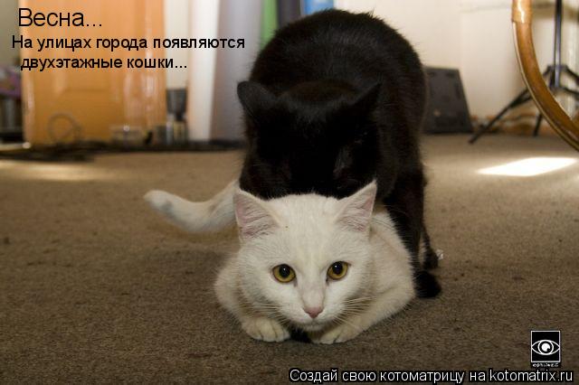 Котоматрица: Весна... На улицах города появляются двухэтажные кошки...