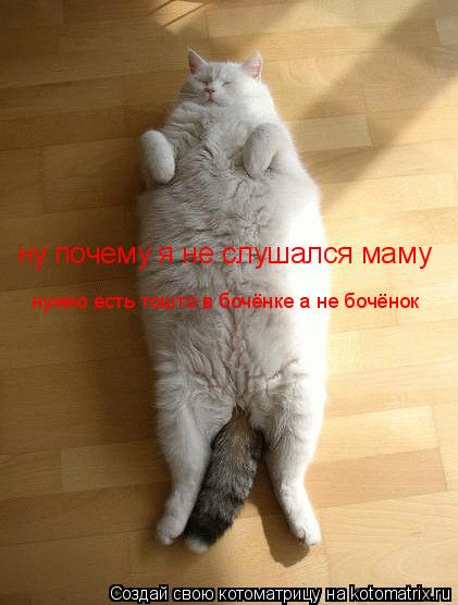 Котоматрица: ну почему я не слушался маму нужно есть тошто в бочёнке а не бочёнок