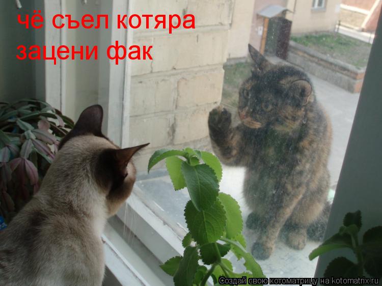 Котоматрица: чё съел котяра зацени фак