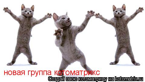 Котоматрица: новая группа котоматрикс новая группа котоматрикс