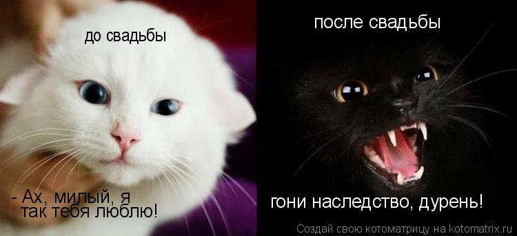 Котоматрица: до свадьбы - Ах, милый, я так тебя люблю! после свадьбы гони наследство, дурень!