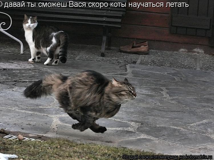 Котоматрица: давай ты сможеш Вася скоро коты научаться летать