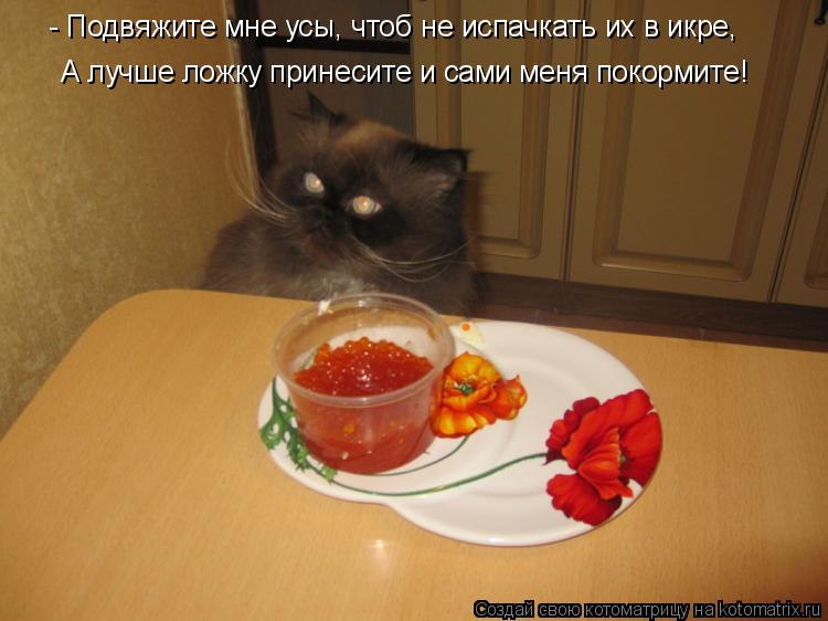 Котоматрица: - Подвяжите мне усы, чтоб не испачкать их в икре, А лучше ложку принесите и сами меня покормите!