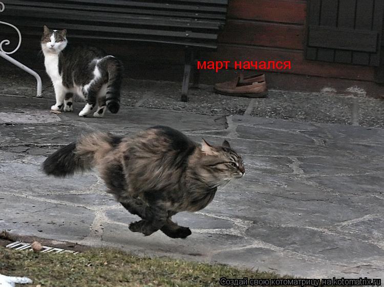 Котоматрица: март начался