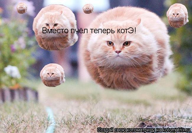 Котоматрица: Вместо пчёл теперь котЭ!