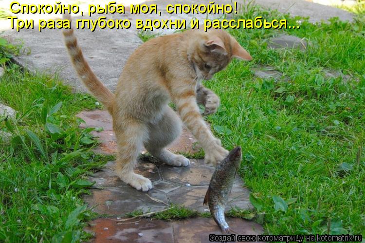 Котоматрица: Спокойно, рыба моя, спокойно!  Три раза глубоко вдохни и расслабься...