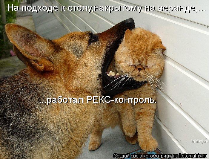 На подходе к столу,накрытому на веранде,... ...работал РЕКС-контроль.... Котоматрица: На подходе к столу,накрытому на веранде,... ...работал РЕКС-контроль.