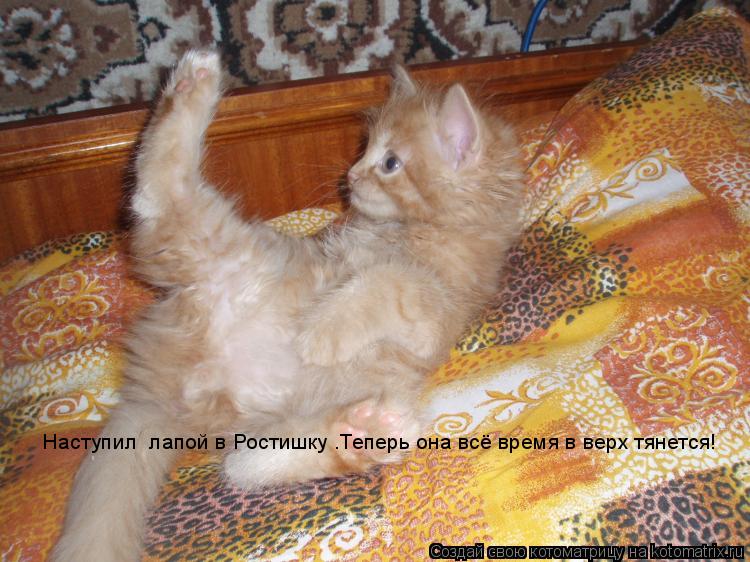 Котоматрица: Наступил  лапой в Ростишку .Теперь она всё время в верх тянется!