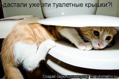 Котоматрица: -дастали уже эти туалетные крышки?!