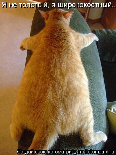 Котоматрица: Я не толстый, я ширококостный...