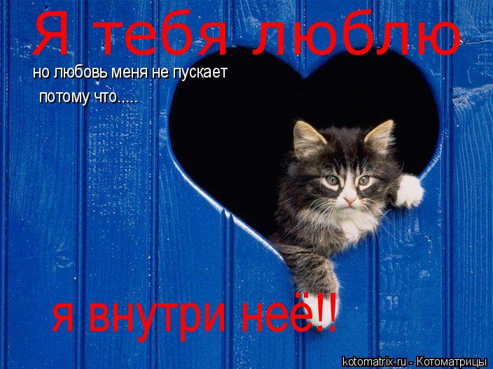 Котоматрица: Я тебя люблю но любовь меня не пускает потому что..... я внутри неё!!