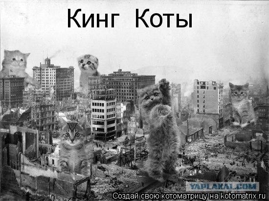 Котоматрица: Кинг  Коты