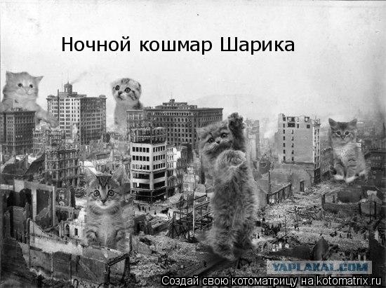 Котоматрица: Ночной кошмар Шарика