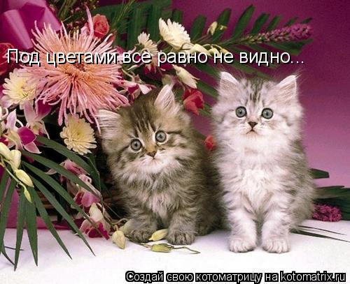 Котоматрица: Под цветами все равно не видно...