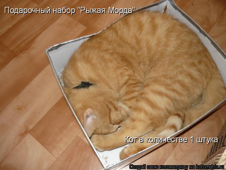 Котоматрица: Подарочный набор "Рыжая Морда" Кот в количестве 1 штука