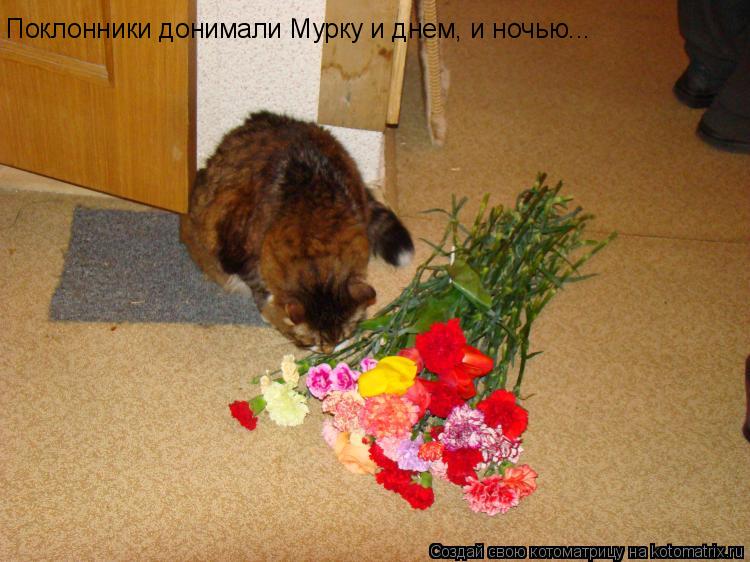 Поклонники донимали Мурку и днем, и ночью...... Котоматрица: Поклонники донимали Мурку и днем, и ночью...