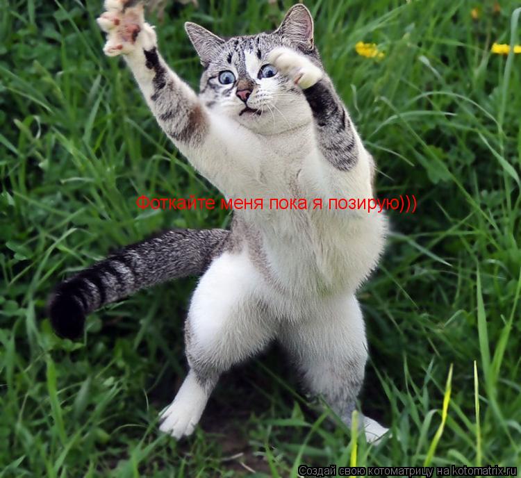 Фоткайте меня пока я позирую)))... Котоматрица: Фоткайте меня пока я позирую)))