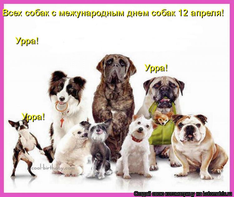 Всех собак с межународным днем собак 12 апреля! Урра! Урра! Урра!... Котоматрица: Всех собак с межународным днем собак 12 апреля! Урра! Урра! Урра!