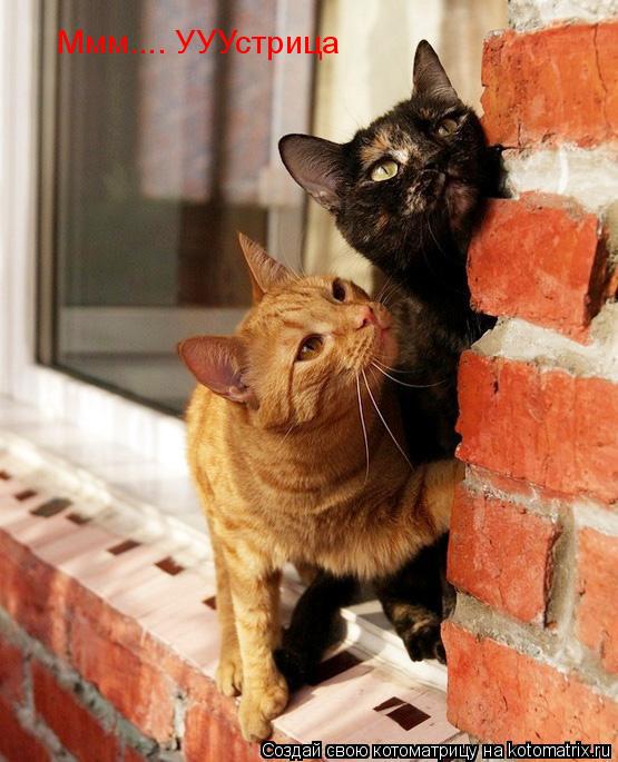 Ммм.... УУУстрица... Котоматрица: Ммм.... УУУстрица