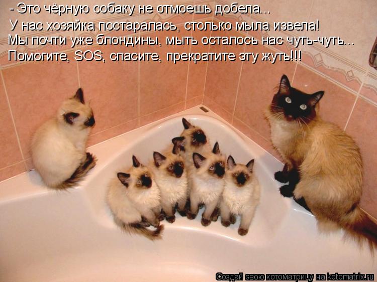 У нас хозяйка постаралась, столько мыла извела! Мы почти уже блондины, мыть осталось нас чуть-чуть...... Котоматрица: У нас хозяйка постаралась, столько мыла извела! Мы почти уже блондины, мыть осталось нас чуть-чуть... Помогите, SOS, спасите, прекратите эту жут