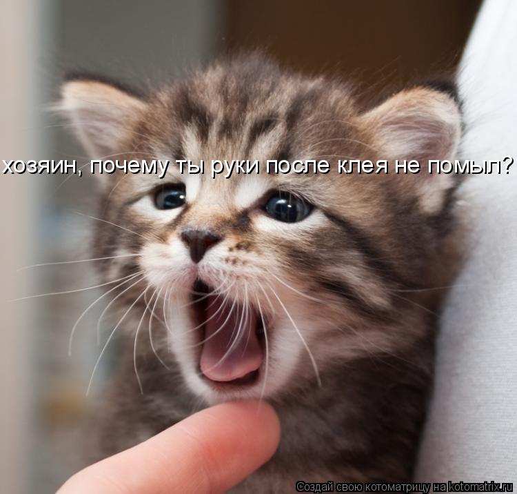 хозяин, почему ты руки после клея не помыл?... Котоматрица: хозяин, почему ты руки после клея не помыл?