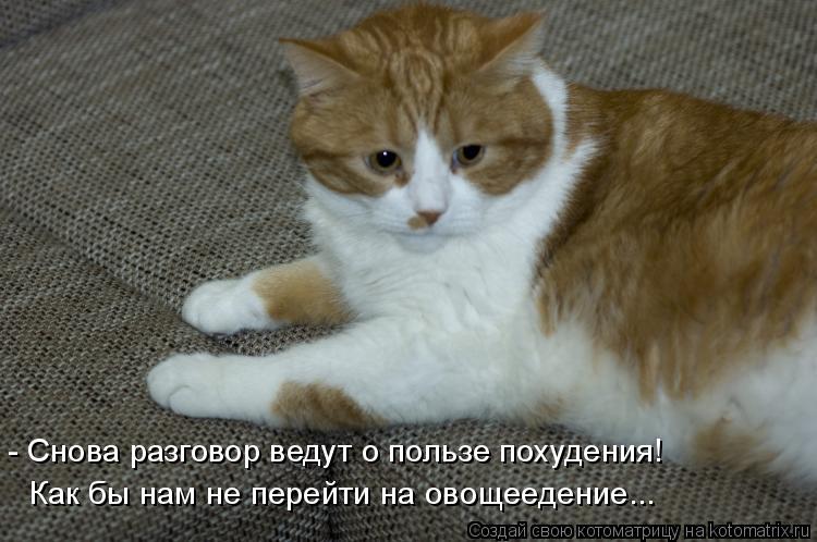 - Снова разговор ведут о пользе похудения! Как бы нам не перейти на овощеедение...... Котоматрица: - Снова разговор ведут о пользе похудения! Как бы нам не перейти на овощеедение...