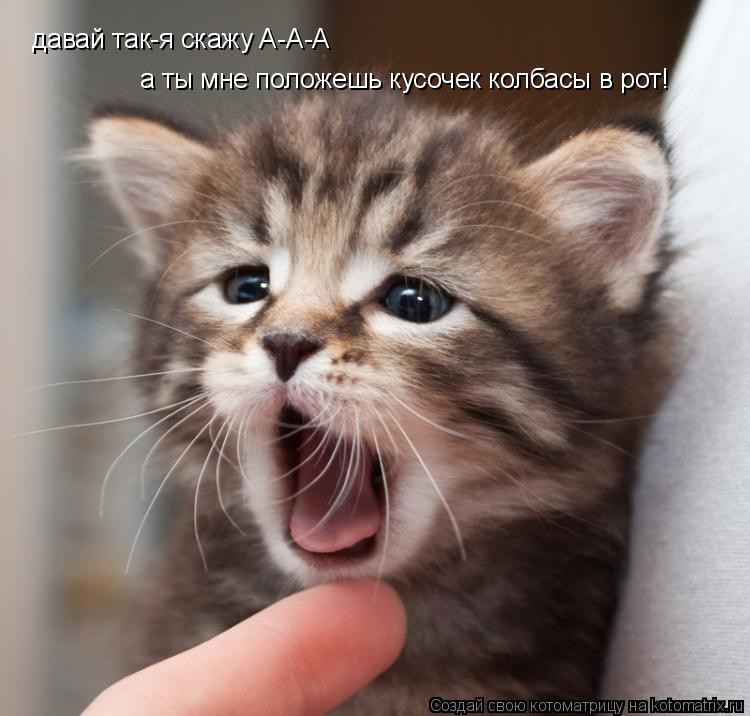 давай так-я скажу А-А-А а ты мне положешь кусочек колбасы в рот!... Котоматрица: давай так-я скажу А-А-А а ты мне положешь кусочек колбасы в рот!