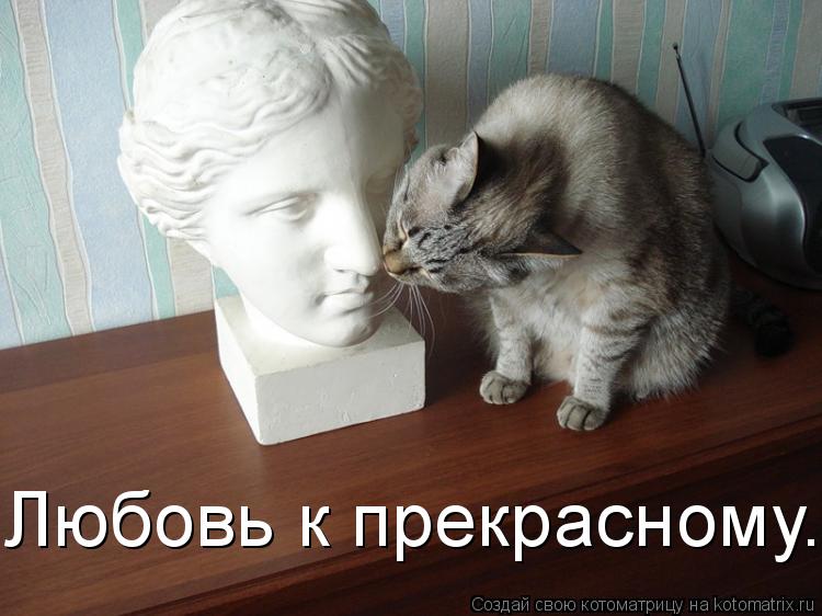 Любовь к прекрасному.... Котоматрица: Любовь к прекрасному.