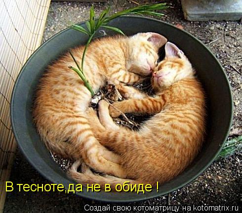 В тесноте,да не в обиде !... Котоматрица: В тесноте,да не в обиде !