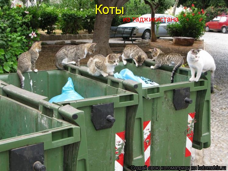 Коты из таджикистана... Котоматрица: Коты из таджикистана