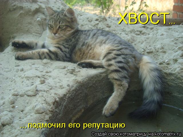 ХВОСТ подмочил его репутацию ... ...... Котоматрица: ХВОСТ подмочил его репутацию ... ...