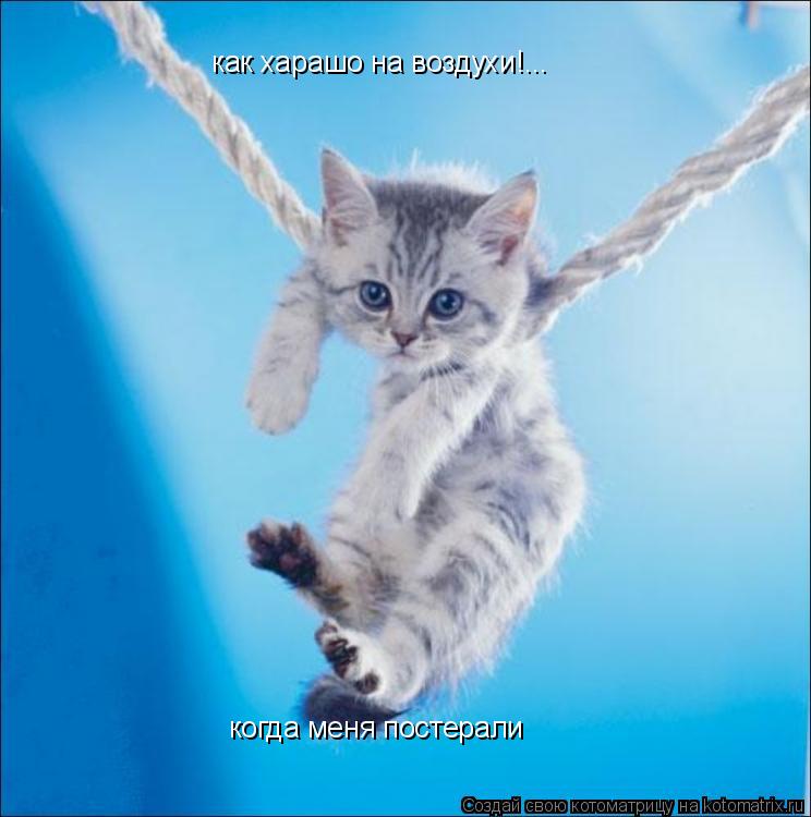 как харашо на воздухи!... когда меня постерали... Котоматрица: как харашо на воздухи!... когда меня постерали