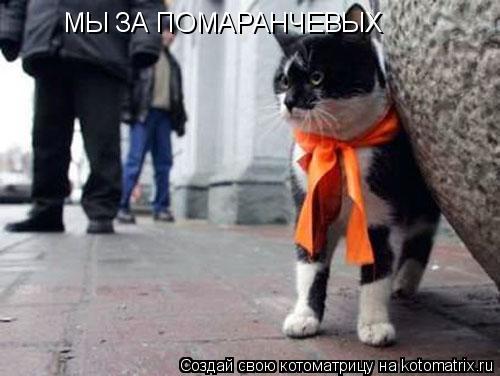 МЫ ЗА ПОМАРАНЧЕВЫХ... Котоматрица: МЫ ЗА ПОМАРАНЧЕВЫХ