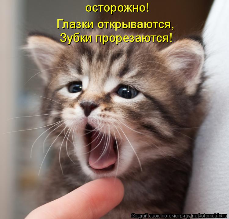 осторожно! Глазки открываются, Зубки прорезаются!... Котоматрица: осторожно! Глазки открываются, Зубки прорезаются!