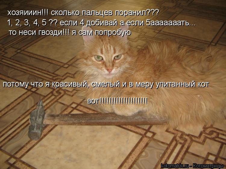 хозяииин!!! сколько пальцев поранил??? 1, 2, 3, 4, 5 ?? если 4 добивай а если 5ааааааать... то неси г... Котоматрица: хозяииин!!! сколько пальцев поранил??? 1, 2, 3, 4, 5 ?? если 4 добивай а если 5ааааааать... то неси гвозди!!! я сам попробую потому что я красивый, с
