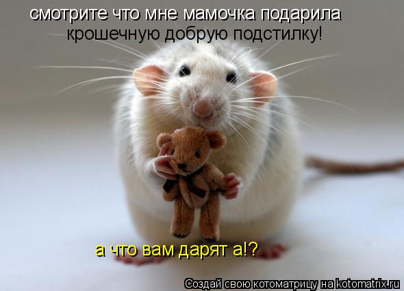смотрите что мне мамочка подарила крошечную добрую подстилку! а что вам дарят а!?... Котоматрица: смотрите что мне мамочка подарила крошечную добрую подстилку! а что вам дарят а!?