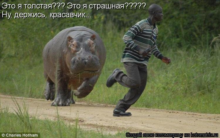 Это я толстая??? Это я страшная????? Ну, держись, красавчик...... Котоматрица: Это я толстая??? Это я страшная????? Ну, держись, красавчик...
